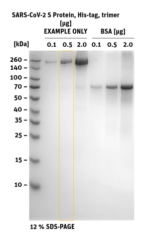 SARS-CoV-2 (COVID-19) S protein, His-Tag, stabilized trimer SDS-PAGE