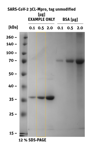 SARS-CoV-2 (COVID-19) 3CL-Mpro Protein, unmodified SDS Page