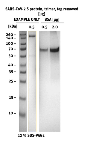 SARS-CoV-2 (COVID-19) S Protein, Tag-removed, stabilized trimer SDS Page