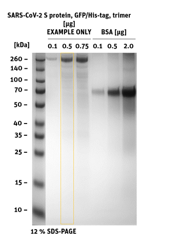 SARS-CoV-2 (COVID-19) S protein, GFP/His-Tag, stabilized trimer SDS-PAGE