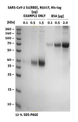 SARS-CoV-2 S1 (RBD) Alpha, B.1.1.7 (U.K.) SDS-Page