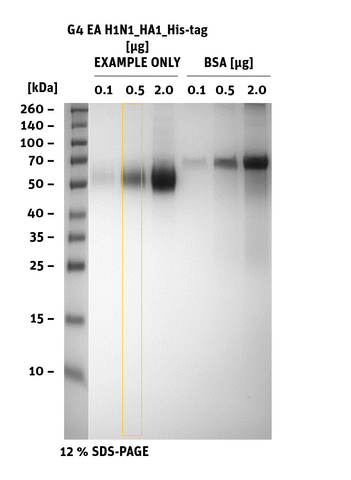 Influenza A – G4 EA H1N1 Haemagglutinin Protein – HA1 Subunit SDS-Page