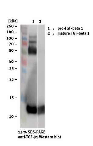 mature TGF-beta 1 western blot