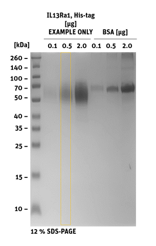 IL13Ra1 His-tag sds page