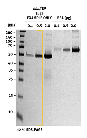 SDS-Page blueTEV