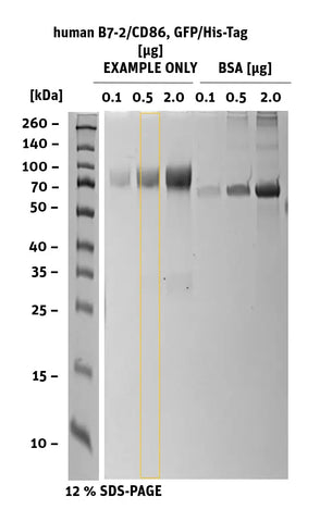 SDS-Page of human B7-2CD86 GFP/His-Tag