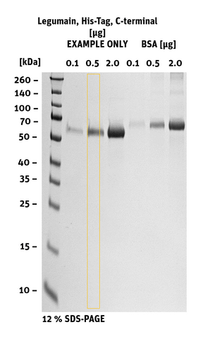 Legumain His-Tag C-terminal sds-page