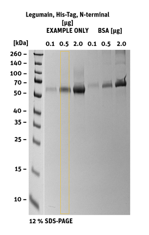 Legumain His-Tag N-terminal sds-page