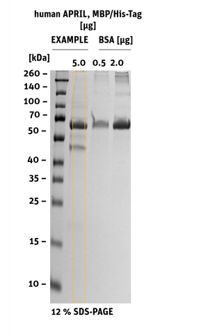 human APRIL SDS-Page