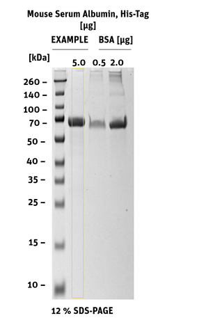 Mouse Serum Albumin His-Tag SDS-Page