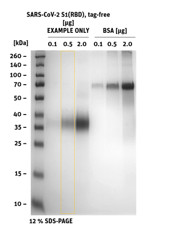 SDS-PAGE of SARS-CoV-2 Spike S1 Tag-free