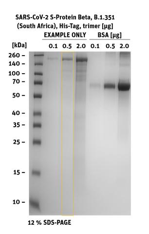 SDS-PAGE of SARS-CoV-2 S-Protein Beta, B.1.351 (South Africa), His-Tag, Trimer