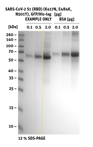 SDS-PAGE of SARS-CoV-2 S1 RBD Mutant K417N, E484K,N501Y, GFP/His-Tag