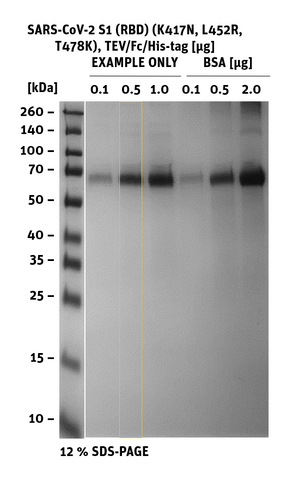 SDS-PAGE of SARS-CoV-2 S1 RBD Mutant K417N, L452R, T478K, Fc/His-Tag