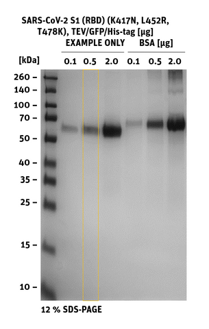 SDS-PAGE of SARS-CoV-2 S1 RBD Mutant K417N, L452R, T478K, GFP/His-Tag