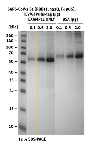 SDS-PAGE of SARS-CoV-2 S1 RBD Mutant L452Q, F490S, GFP/His-Tag