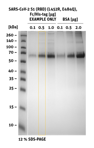 SDS-PAGE of SARS-CoV-2 S1 RBD Mutant L452R, E484Q, Fc/His-Tag