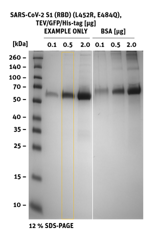 SDS-PAGE of SARS-CoV-2 S1 RBD Mutant L452R, E484Q, GFP/His-Tag (cleavable)