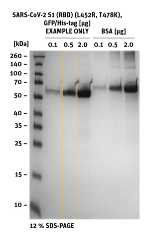 SDS-PAGE of SARS-CoV-2 S1 RBD Mutant L452R, T478K, GFP/His-Tag