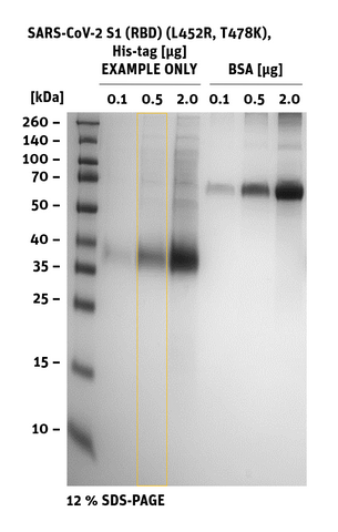 SDS-PAGE of SARS-CoV-2 S1 RBD Mutant L452R, T478K, His-Tag