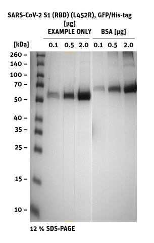 SDS-PAGE of SARS-CoV-2 S1 RBD Mutant L452R, GFP/His-Tag