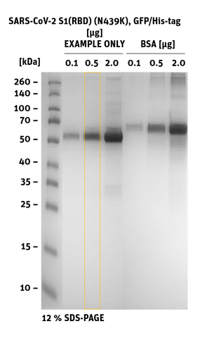 SDS-PAGE of SARS-CoV-2 S1 RBD Mutant N439K,GFP/His-Tag