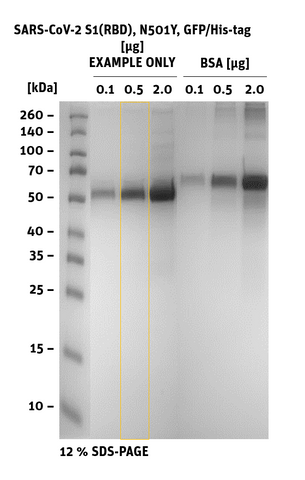 SDS-PAGE of SARS-CoV-2 S1 RBD Mutant N501Y, GPF/His-Tag