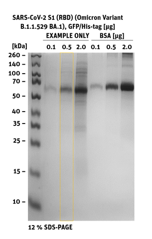 SDS-PAGE of SARS-CoV-2 S1 RBD Omicron B.1.1.529, BA.1, GFP/His-Tag