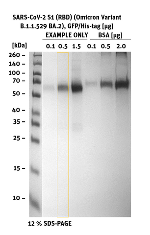 SDS-PAGE of SARS-CoV-2 S1 RBD Omicron B.1.1.529, BA.2, GFP/His-Tag