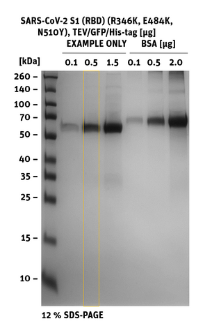 SDS-PAGE of SARS-CoV-2 S1 RBD Mutant R346K, E484K, N510Y, GFP/His-Tag