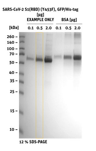 SDS-PAGE of SARS-CoV-2 S1 RBD Mutant Y453F,GFP/His-Tag