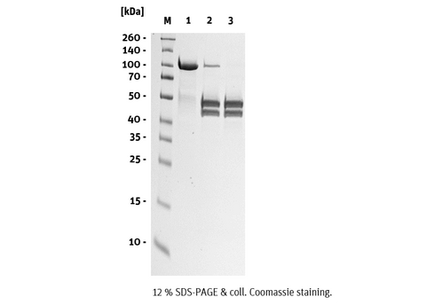 Test Cleavage blueTEV