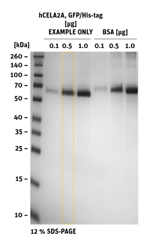 SDS-PAGE of hACE2-non-biotinylated