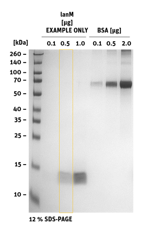 SDS-PAGE of lanM