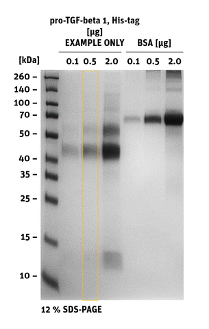 SDS-PAGE of pro-TGF-beta 1