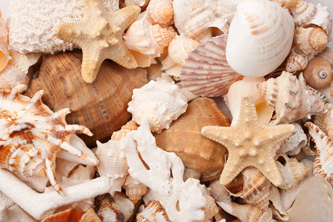 Seashells Have Power – The Spirit of Water