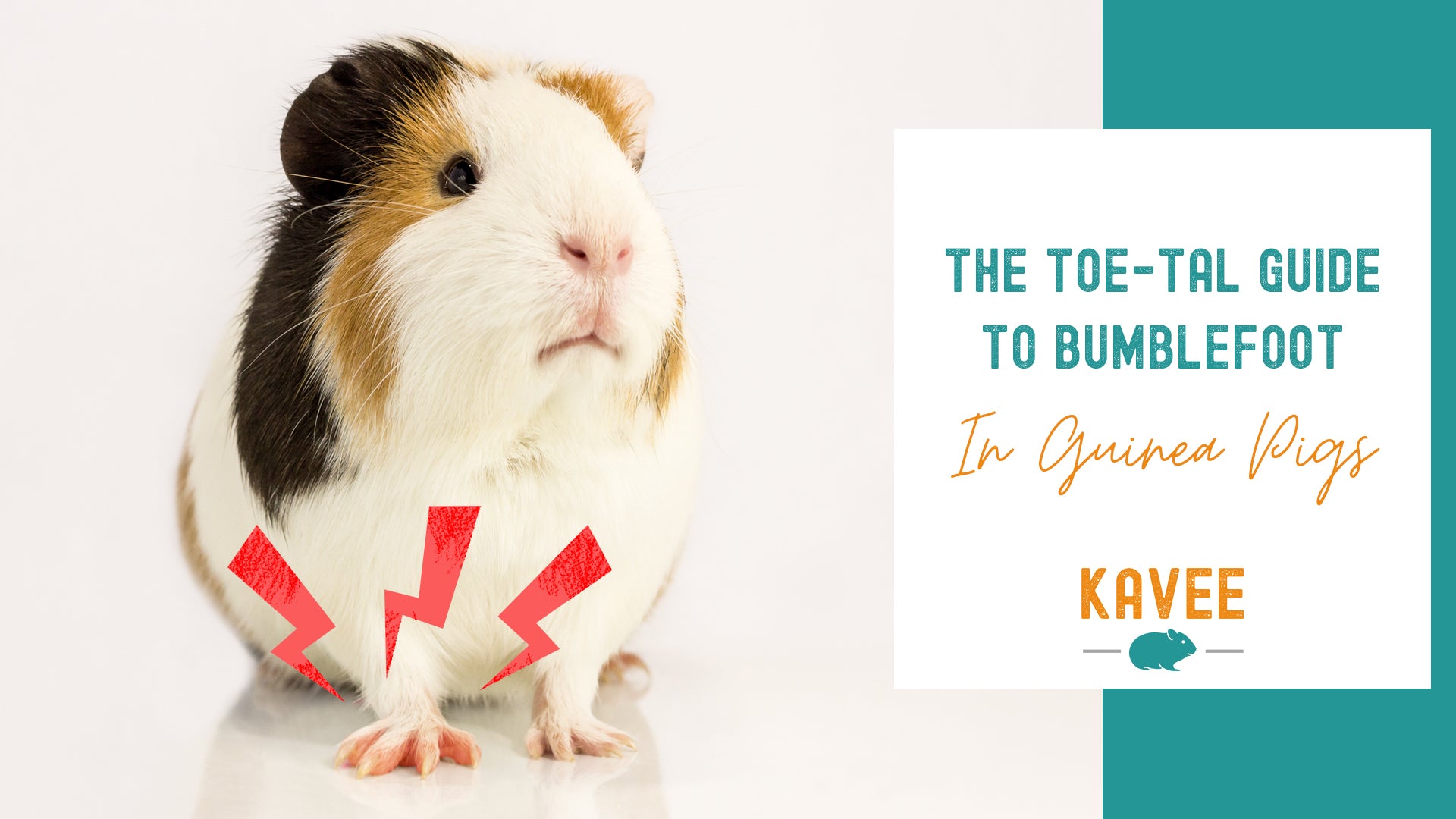 Bumblefoot in Guinea Pigs | The Guide to Guinea Pig Feet