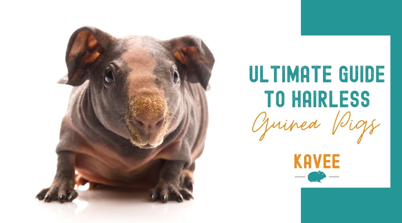 The Ultimate Guide To Hairless And Skinny Guinea Pigs Kavee Usa
