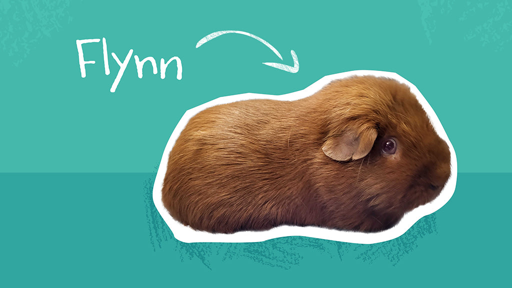 Flynn is a smooth-haired American guinea pig who lives at the Kavee Guinea Pig Rescue.