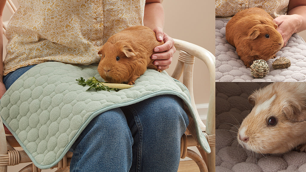 Potty-proof pads are great for lap time with guinea pigs in winter or summer. Pictured are guinea pigs on the potty-proof pads, including one on a person's lap.