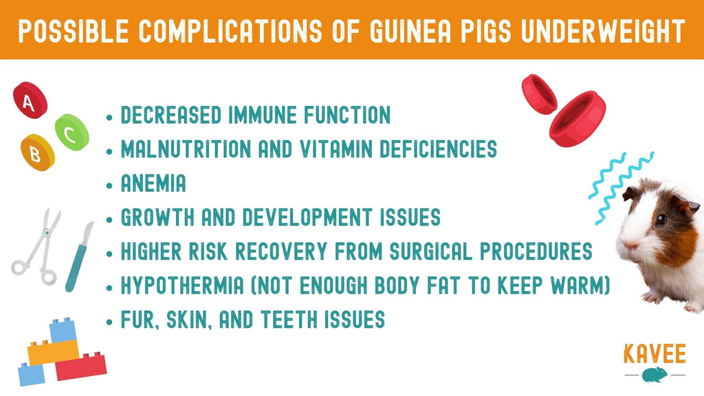 possible complications for underweight guinea pigs