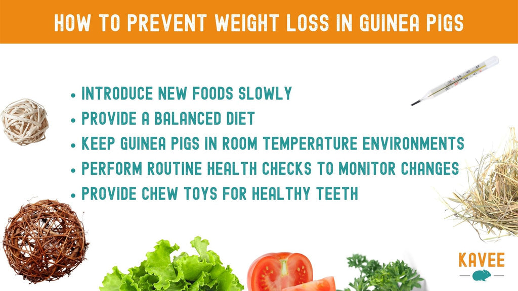 how to prevent weight loss in guinea pigs