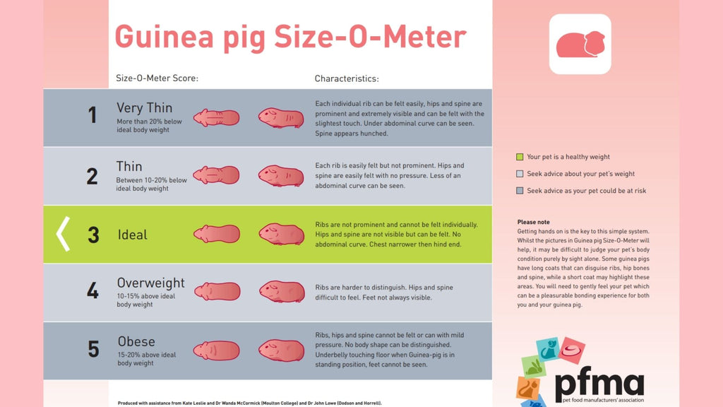 a guinea pig size meter