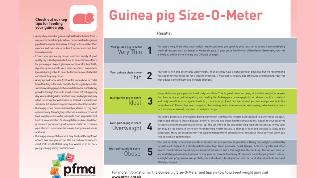 a guinea pig size metre continued