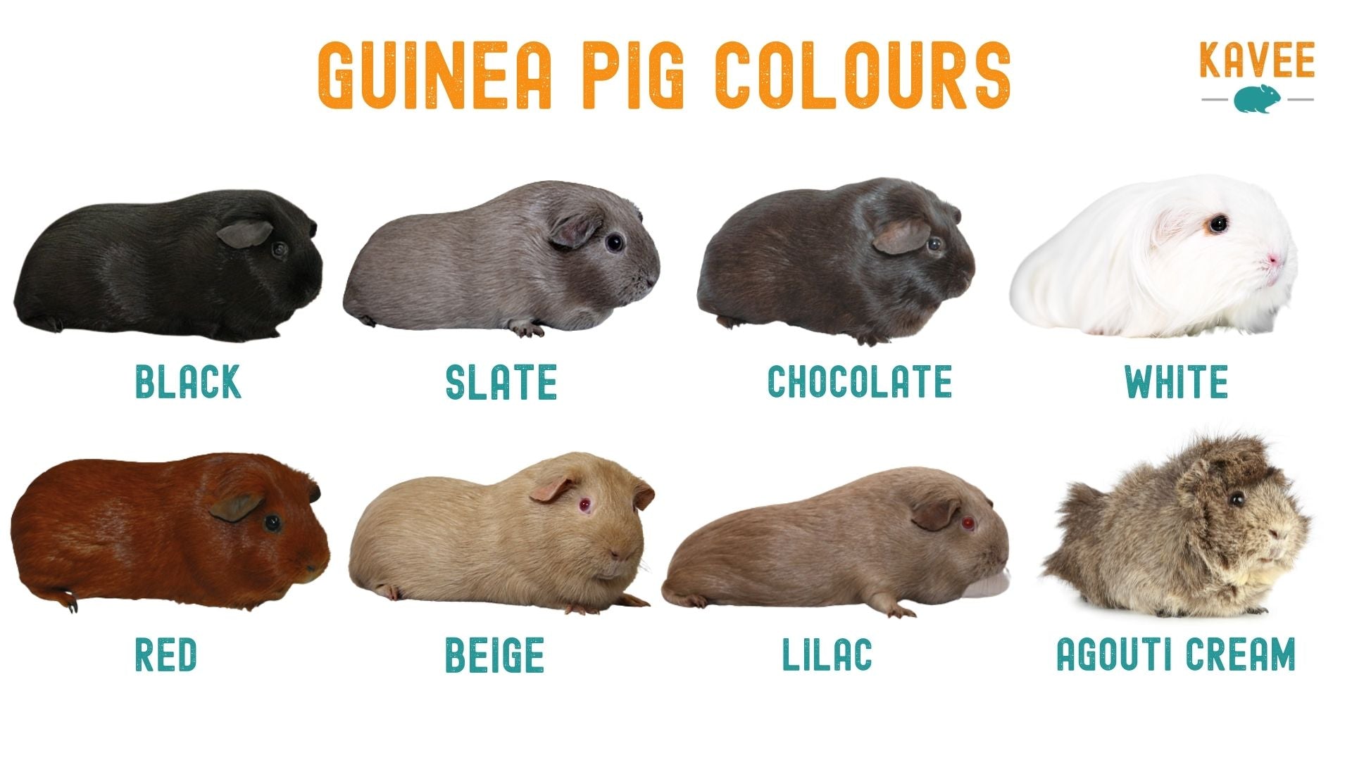 The Ultimate Guide to Guinea Pig Breeds, Markings and Colors (2024)