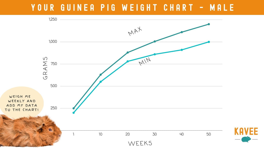 A graph to show the weight your guinea pig should be with age
