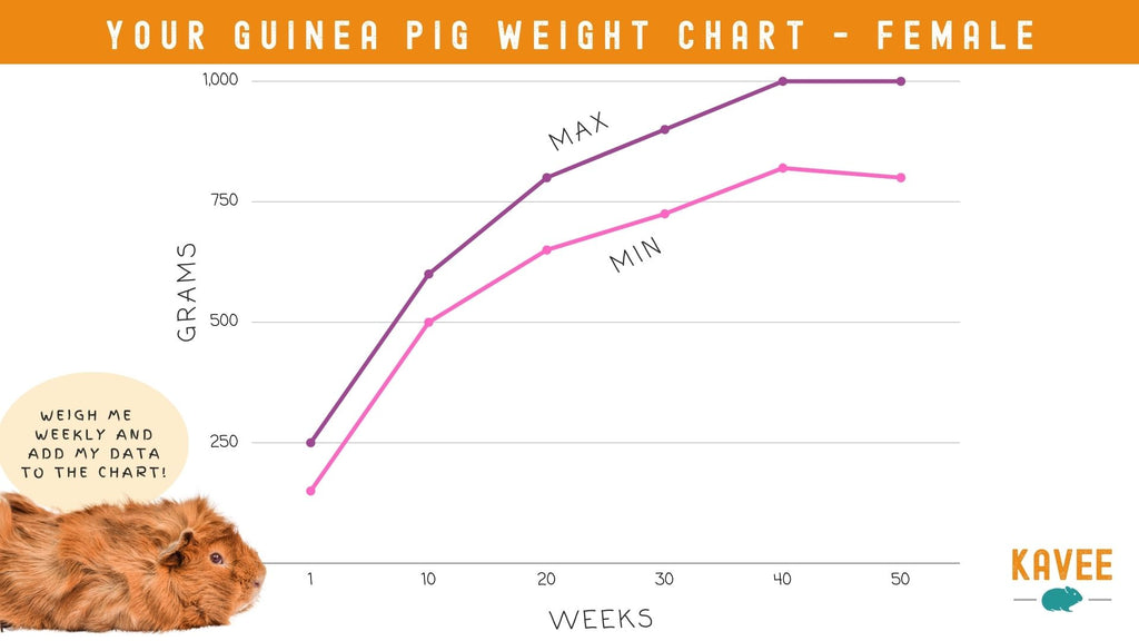 The best scales for pets to monitor weight and progress