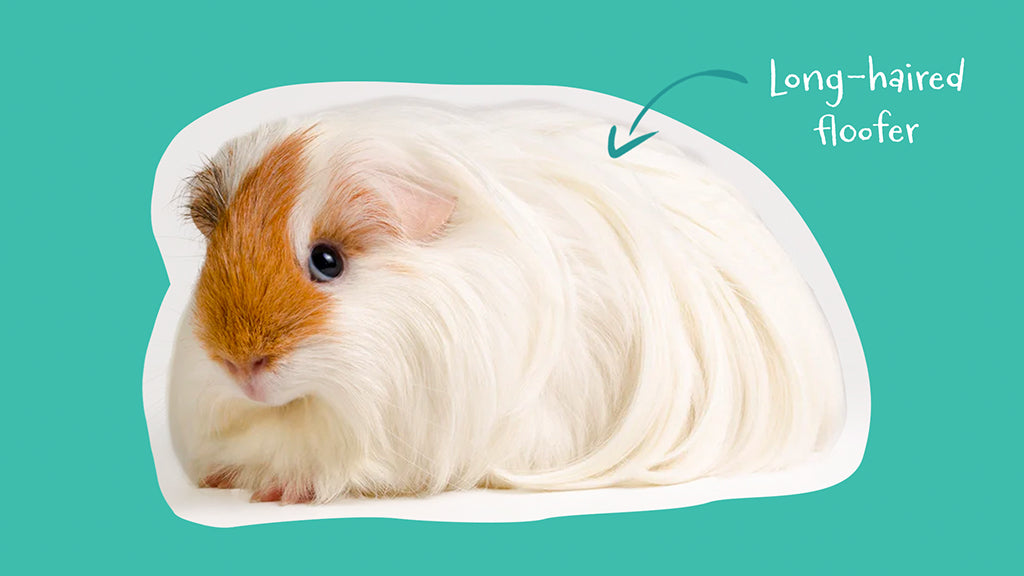 Do long-haired guinea pigs need haircuts? Yes, and lots of other grooming, so they look like the pictured long-haired guinea pig with a nice coat.