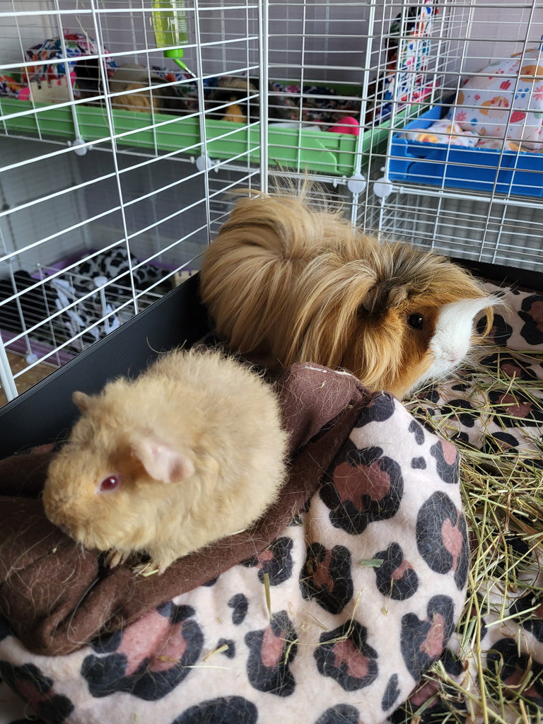 Reuben and Pumpkin the guinea pigs in their cage together over a fleece bed and some hay