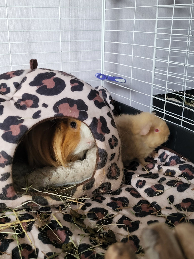 Pumpkin and Reuben the guinea pigs in their cage and fleece hidey